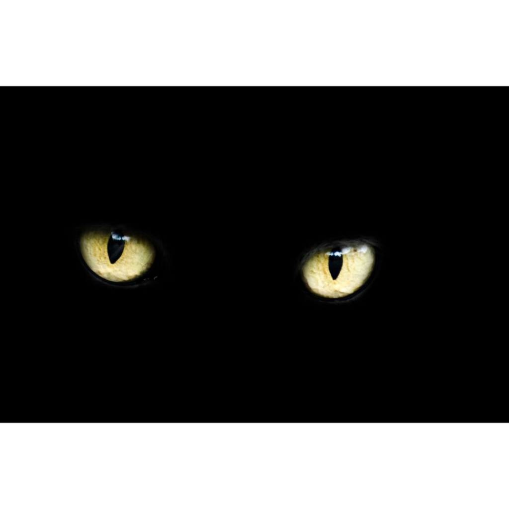 eyes of a cat.